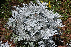 Dusty miller leaves.