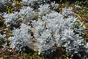 Dusty miller leaves.