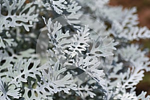 Dusty miller leaves.