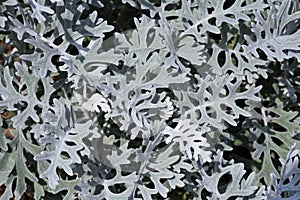 Dusty miller leaves.