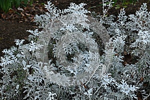 Dusty miller leaves.