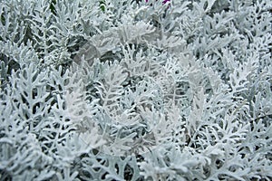 Dusty Miller leaves.