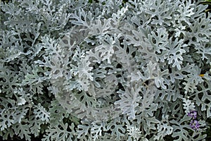 Dusty Miller, Natural Cineraria plant.