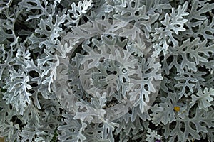 Dusty Miller, Natural floral Cineraria.