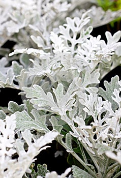 Dusty Miller Plant.