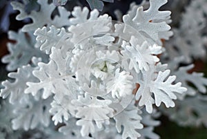 Dusty miller plant background. Cineraria texture. Silver dust in the garden. Selective focus