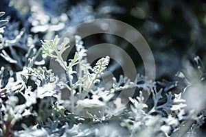 Dusty miller plant or Cineraria texture. Silver dust in the garden.