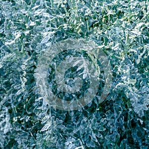 Dusty miller plant detail