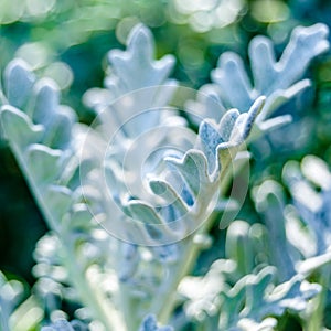 Dusty miller plant detail