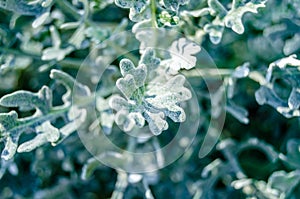 Dusty miller plant detail