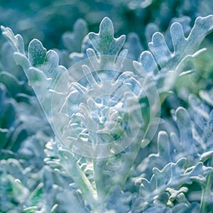 Dusty miller plant detail