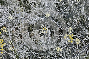 Dusty Miller or plant - Jacobaea Maritima