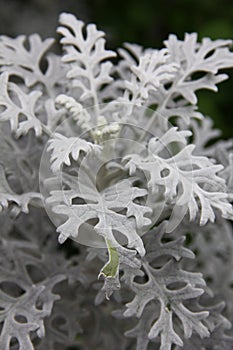 Dusty Miller Plant (Senecio cineraria)
