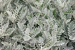 Dusty Miller plant Senecio cineraria, Silver dust , background