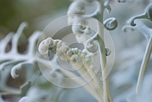 Dusty Miller - Senecio Cineraria