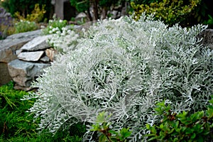 Dusty miller silver ragword plant - silver foliage plan bush in a cottage garden