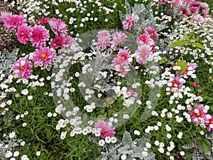 Dusty miller, silver ragwort, dahlia in park.