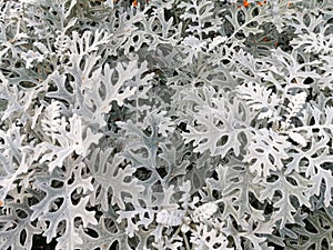 Dusty miller, silver ragwort, silver dust Jacobaea maritima.