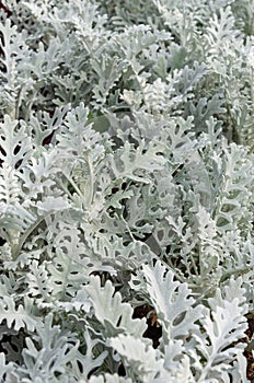 Dusty miller, Silver ragwort, Silver dust or Jacobaea maritima. Silver foliage background. Closeup