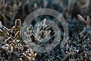 Dusty miller or silver rawgort or jacobaea maritama plant in focus