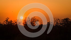 Dusty orange African sunset with silhouettes