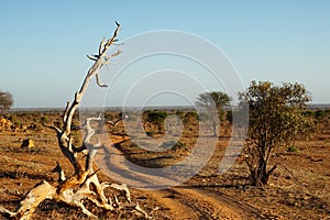 Dusty piste in the early morning sun in the savanna of Tsavo East Kenia