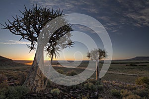 A Dusty Quiver Tree Sunset