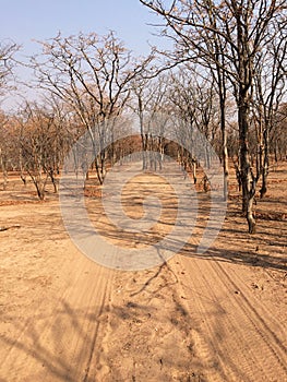 Dusty road through mopane forest