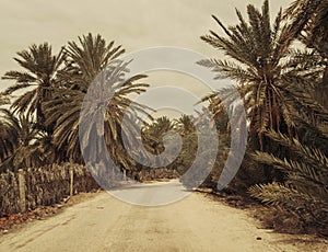 The dusty rural road through the palm tree farm plantation in Africa (Maghrib) during the hot day in Tunisia