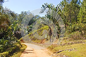 Dusty safari road