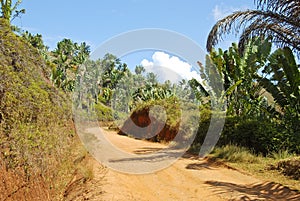 Dusty safari road in Madagascar