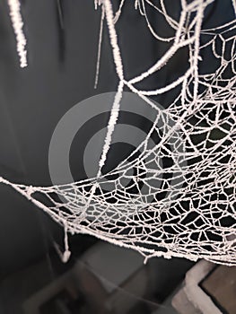 Dusty spider web