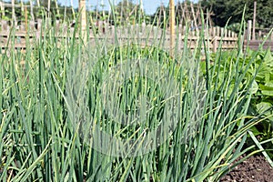 Dutch allotment garden with onions in springtime