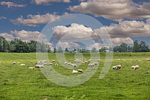 Dutch ascended green polder landscape between Ter Aar and Alphen aan den Rijn photo