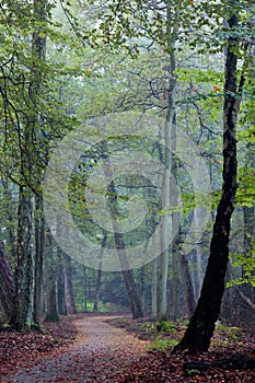 Dutch autumn fall forest scene