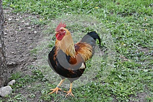 Dutch bantam rooster in a free range with grass.