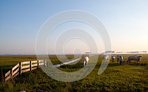 Dutch beige cows on pasture