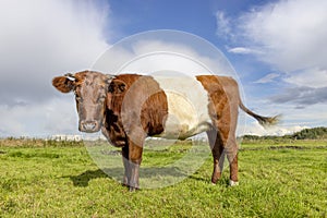 Dutch Belted cow, Lakenvelder cattle, with horns, red and white livestock, looking at camera