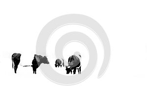 Dutch Belted, Lakenvelder