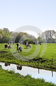 Dutch Belted or Lakenvelder cows on