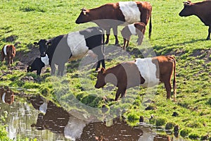 Dutch Belted or Lakenvelder cows photo