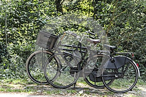 Dutch Bicycles parked near a forest