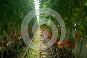Dutch bio farming, big greenhouse with tomato plants, growing in