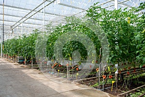 Dutch bio farming, big greenhouse with tomato plants, growing in