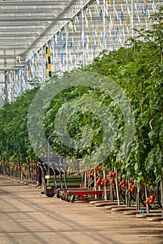 Dutch bio farming, big greenhouse with tomato plants, growing in