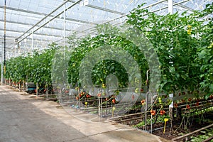 Olandese agricoltura il grande serra pomodoro impianti crescente 