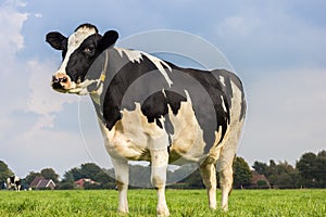 Dutch black and white cow in a grass meadow