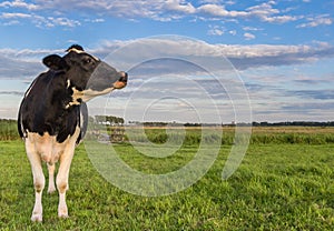 Dutch black and white cow in The Netherlands