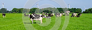 Dutch black and white cows in the meadow grassland with windmill turbines on the background