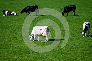 Dutch black white cows with milk grazing on green grass pasture